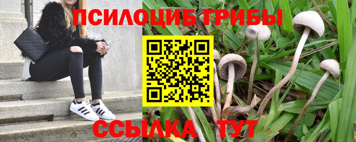 Псилоцибиновые грибы Psilocybine cubensis  цена   Вышний Волочёк  Галлюциногенные грибы прущие грибы  Вход с VPN 